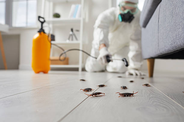 Post-Treatment Bed Bug Interceptor Monitoring in Rosemont